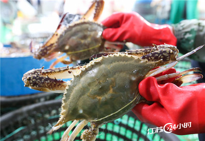 分揀鮮活梭子蟹 農(nóng)產(chǎn)品標(biāo)準(zhǔn)化與質(zhì)量控制的關(guān)鍵環(huán)節(jié)